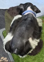 J's Blue Collar, a male Miniature Schnauzer for sale in Oklahoma City, OK – 5 of 7