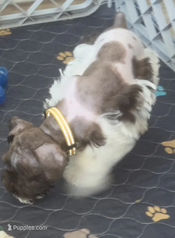 J's Yellow Collar – Miniature Schnauzer puppy for sale in Oklahoma City, OK