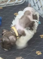 J's Yellow Collar, a female Miniature Schnauzer for sale in Oklahoma City, OK – 1 of 6