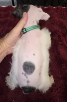 J's Green Collar, a male Miniature Schnauzer for sale in Oklahoma City, OK – 3 of 8