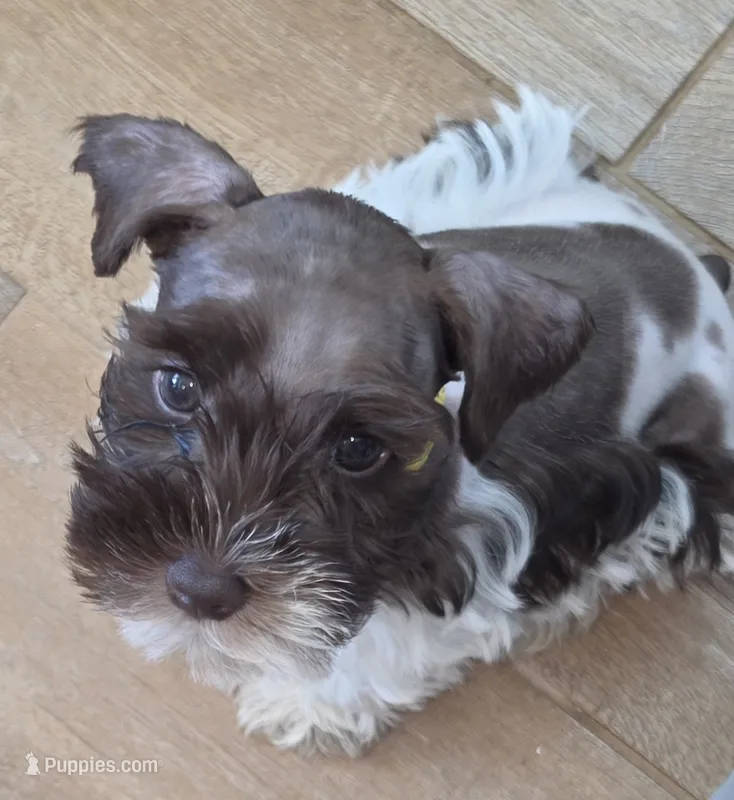 J's Yellow Collar – Miniature Schnauzer puppy for sale in Oklahoma City, OK