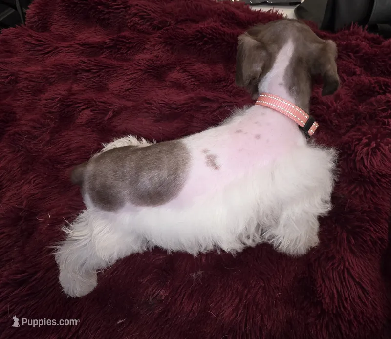 J's Light Pink Collar – Miniature Schnauzer puppy for sale in Oklahoma City, OK