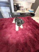 J's Blue Collar, a male Miniature Schnauzer for sale in Oklahoma City, OK – 7 of 7