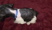 J's Blue Collar, a male Miniature Schnauzer for sale in Oklahoma City, OK – 2 of 7
