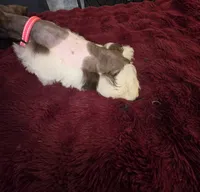 J's Dark Pink Collar, a female Miniature Schnauzer for sale in Oklahoma City, OK – 3 of 8