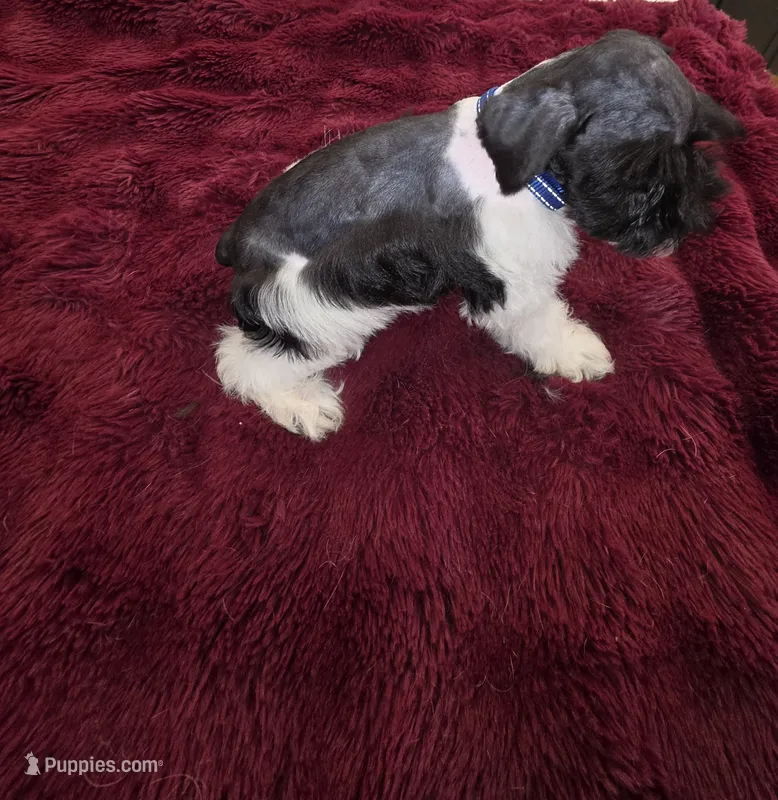 J's Blue Collar – Miniature Schnauzer puppy for sale in Oklahoma City, OK