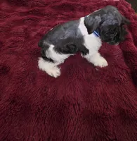 J's Blue Collar, a male Miniature Schnauzer for sale in Oklahoma City, OK – 1 of 7