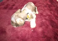 J's Yellow Collar, a female Miniature Schnauzer for sale in Oklahoma City, OK – 4 of 6
