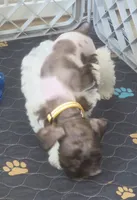 J's Yellow Collar, a female Miniature Schnauzer for sale in Oklahoma City, OK – 3 of 6