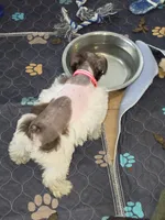 J's Dark Pink Collar, a female Miniature Schnauzer for sale in Oklahoma City, OK – 7 of 8