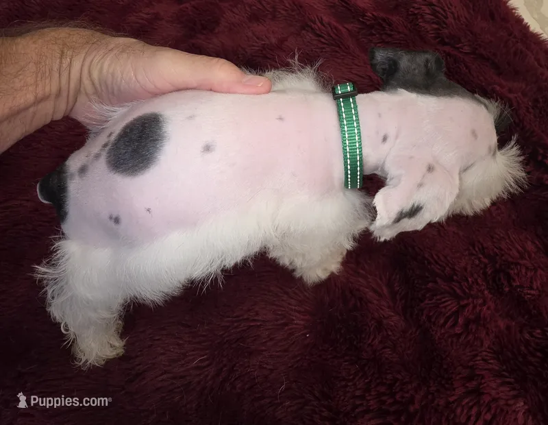 J's Green Collar – Miniature Schnauzer puppy for sale in Oklahoma City, OK