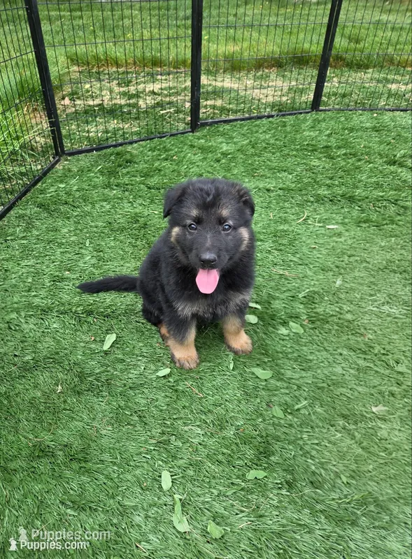 Bella – German Shepherd Dog puppy for sale in Worcester, MA