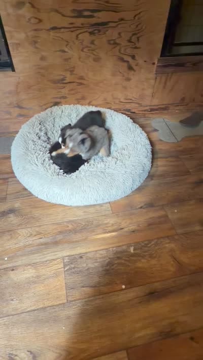 Annie , a female Miniature Australian Shepherd for sale in Opelika, AL – 4 of 4