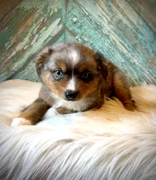 Annie , a female Miniature Australian Shepherd for sale in Opelika, AL – 3 of 4