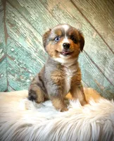 Annie , a female Miniature Australian Shepherd for sale in Opelika, AL – 2 of 4