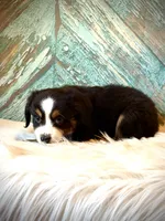 Cowboy, a male Miniature Australian Shepherd for sale in Opelika, AL – 2 of 2