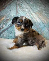 Little bit , a male Miniature Australian Shepherd for sale in Opelika, AL – Photo 1 of 3