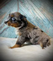 Little bit , a male Miniature Australian Shepherd for sale in Opelika, AL – Photo 2 of 3