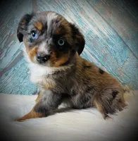 Little bit , a male Miniature Australian Shepherd for sale in Opelika, AL – Photo 3 of 3