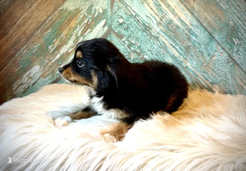 Millie – Miniature Australian Shepherd puppy for sale in Opelika, AL