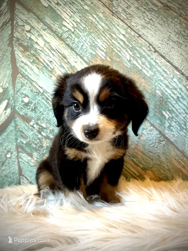 Cowboy – Miniature Australian Shepherd puppy for sale in Opelika, AL