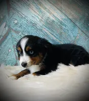 Sugar, a female Miniature Australian Shepherd for sale in Opelika, AL – Photo 3 of 3