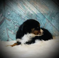 Sugar, a female Miniature Australian Shepherd for sale in Opelika, AL – Photo 2 of 3