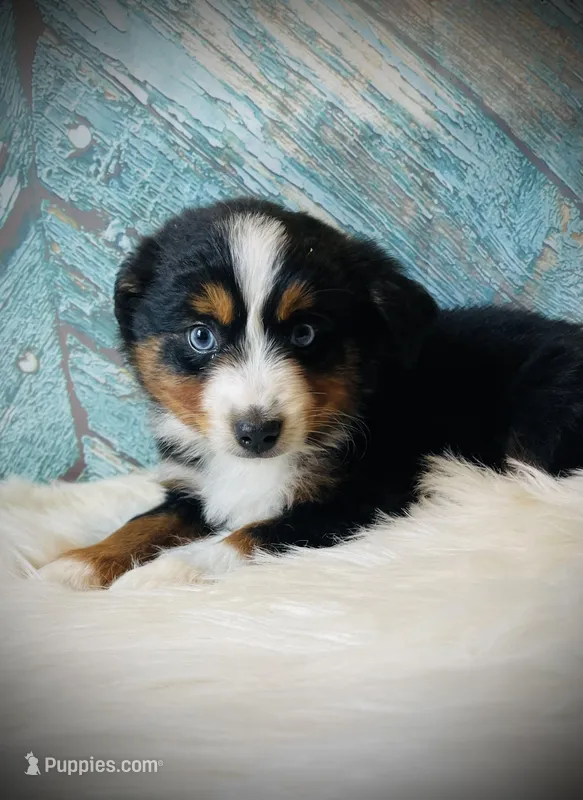 Sugar – Miniature Australian Shepherd puppy for sale in Opelika, AL
