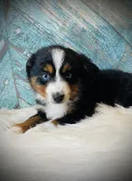 Sugar, a female Miniature Australian Shepherd for sale in Opelika, AL – Photo 1 of 3