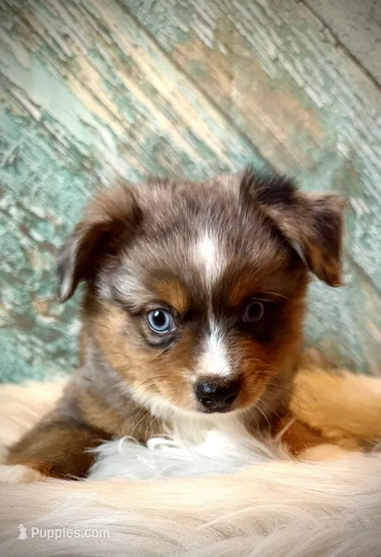 Annie  – Miniature Australian Shepherd puppy for sale in Opelika, AL