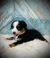 Sammy , a male Miniature Australian Shepherd for sale in Opelika, AL – Photo 2 of 2
