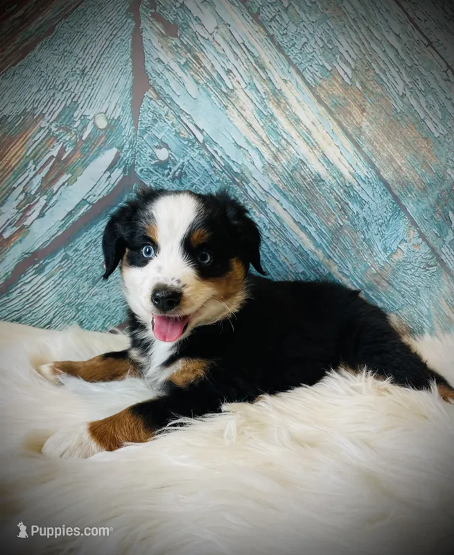 Sammy  – Miniature Australian Shepherd puppy for sale in Opelika, AL