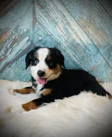 Sammy , a male Miniature Australian Shepherd for sale in Opelika, AL – Photo 1 of 2