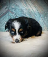 Sweetie , a female Miniature Australian Shepherd for sale in Opelika, AL – Photo 2 of 4
