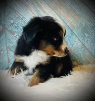 Sweetie , a female Miniature Australian Shepherd for sale in Opelika, AL – Photo 4 of 4