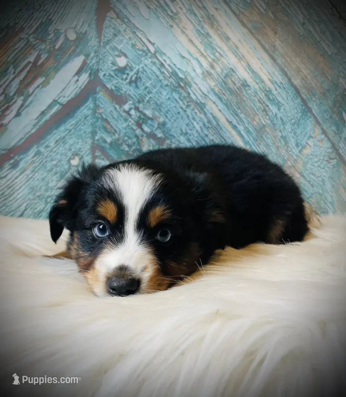 Sweetie  – Miniature Australian Shepherd puppy for sale in Opelika, AL