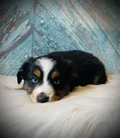Sweetie , a female Miniature Australian Shepherd for sale in Opelika, AL – Photo 1 of 4