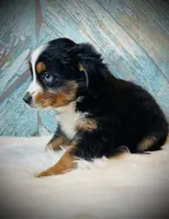 Sweetie , a female Miniature Australian Shepherd for sale in Opelika, AL – Photo 3 of 4