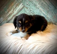 Millie, a female Miniature Australian Shepherd for sale in Opelika, AL – 2 of 3