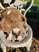 GeeGee, a female American Pit Bull Terrier and Cane Corso for sale in Mitchell, IN – Photo 3 of 9