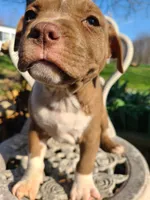 GeeGee, a female American Pit Bull Terrier and Cane Corso for sale in Mitchell, IN – Photo 2 of 9