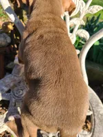 GeeGee, a female American Pit Bull Terrier and Cane Corso for sale in Mitchell, IN – Photo 5 of 9