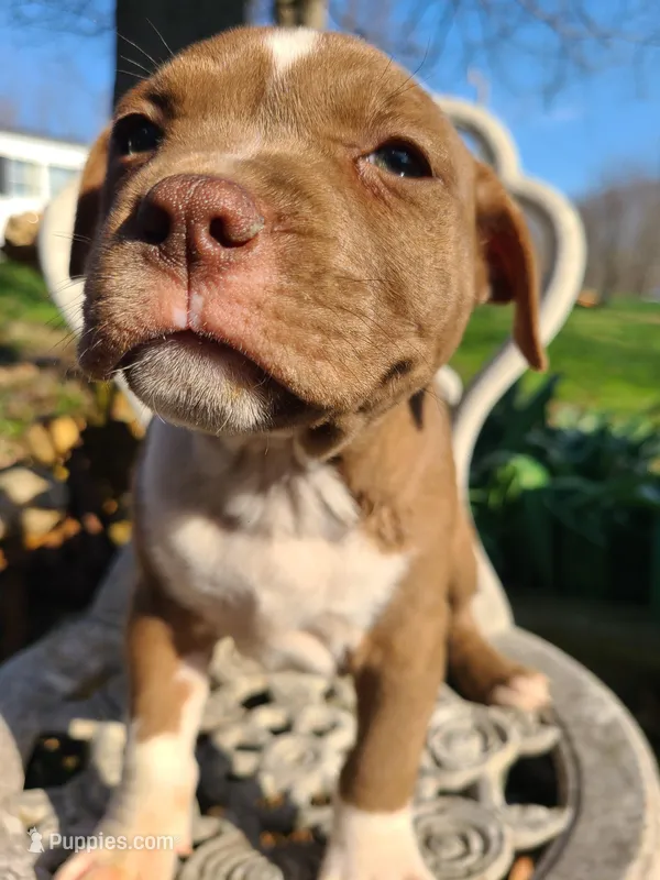 GeeGee – American Pit Bull Terrier, Cane Corso puppy for sale in Mitchell, IN