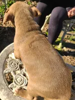 GeeGee, a female American Pit Bull Terrier and Cane Corso for sale in Mitchell, IN – Photo 4 of 9