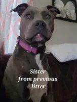 GeeGee, a female American Pit Bull Terrier and Cane Corso for sale in Mitchell, IN – Photo 9 of 9