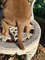 GeeGee, a female American Pit Bull Terrier and Cane Corso for sale in Mitchell, IN – Photo 6 of 9