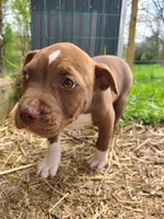 GeeGee, a female American Pit Bull Terrier and Cane Corso for sale in Mitchell, IN – Photo 3 of 10