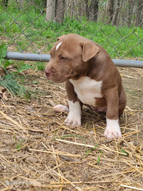 GeeGee – American Pit Bull Terrier, Cane Corso puppy for sale in Mitchell, IN
