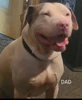 GeeGee, a female American Pit Bull Terrier and Cane Corso for sale in Mitchell, IN – Photo 10 of 10