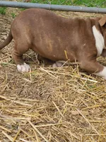 GeeGee, a female American Pit Bull Terrier and Cane Corso for sale in Mitchell, IN – Photo 5 of 10